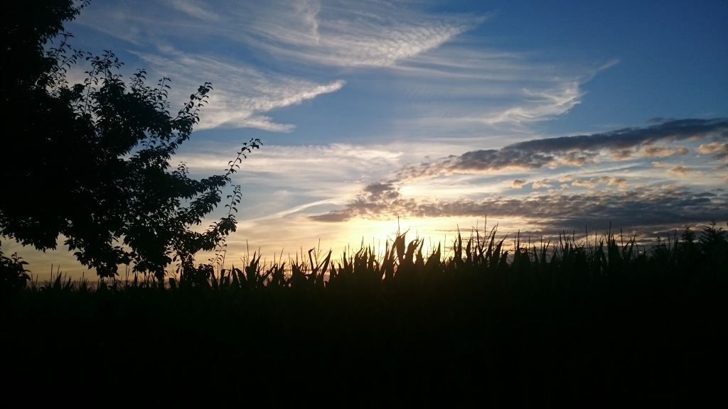 silhouetted corn field in the foreground with the sun setting behind and a blue darkening sky above featuring nice weather clouds