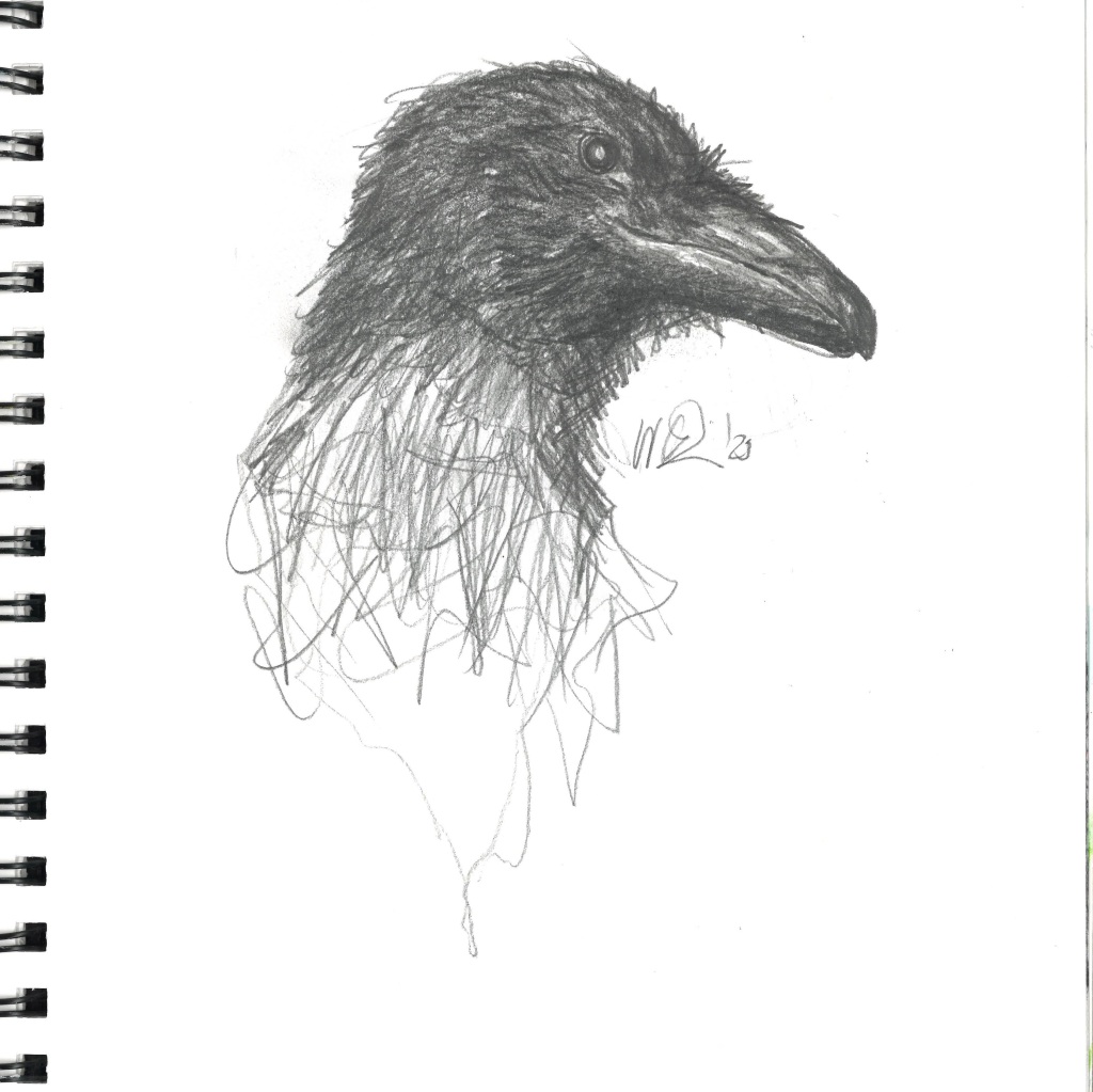 pencil sketch of a crow. Portrait style she cocks her head to look at you with one eye. I sketched this in 2023 